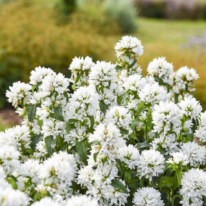 CAMPANULA glomerata 'Angel Bells' PP31465
