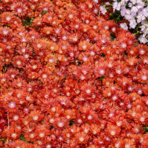 DELOSPERMA KALEIDOSCOPE™ Series 'Dancing Embers' PP36547