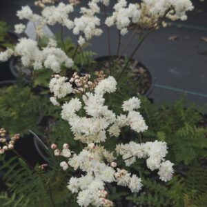 FILIPENDULA vulgaris 'Flore Pleno'