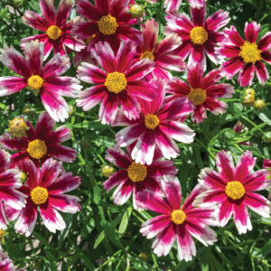 COREOPSIS 'LI'L BANG™ SERIES Candy Stripes' PP33888