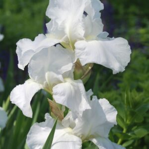 IRIS germanica 'Immortality'