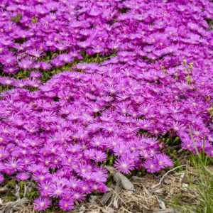 DELOSPERMA KALEIDOSCOPE™ Series 'Orchid Flash' PPAF