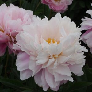 PAEONIA 'Catharina Fontjin'