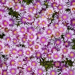 DELOSPERMA KALEIDOSCOPE™ Series 'Pink Radiance' PP36241