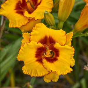 HEMEROCALLIS 'Pooh Bear'