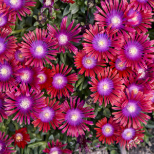 DELOSPERMA KALEIDOSCOPE™ Series 'Razzle Dazzle' PPAF