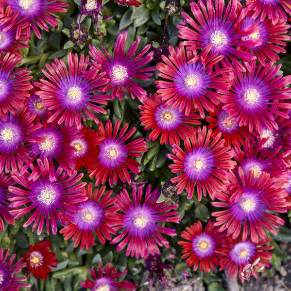 DELOSPERMA KALEIDOSCOPE™ Series 'Razzle Dazzle' PPAF