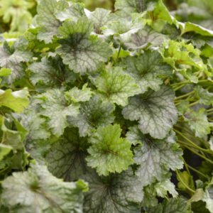 HEUCHERELLA FUN AND GAMES® 'Shadow Tag' PPAF