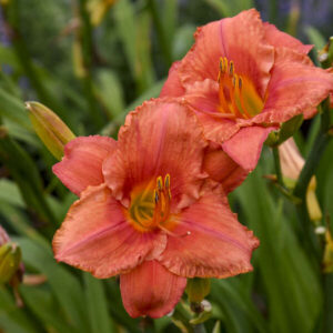 HEMEROCALLIS 'South Seas'