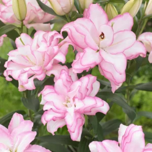 LILIUM orientalis 'Roselily™ Anouska'