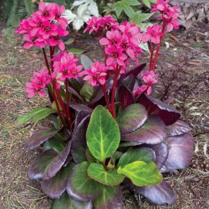 BERGENIA EARLY BRILLIANCE™ 'Magenta'