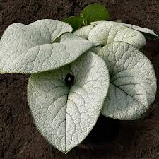 BRUNNERA 'Alexandria' PP33777