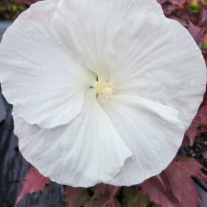 HIBISCUS SUMMERIFIC® 'Cookies and Cream' PPAF