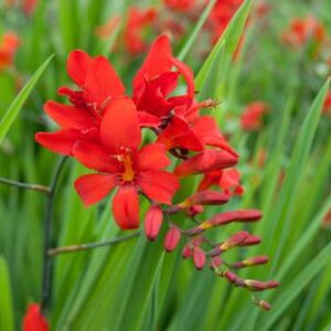 CROCOSMIA 'Diablito™'