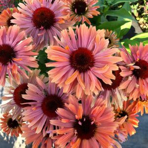 ECHINACEA FRESCO™ 'Apricot' PPAF
