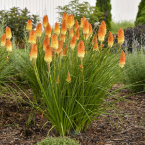 KNIPHOFIA hybrid Pyromania® 'Hot and Cold' PP31185