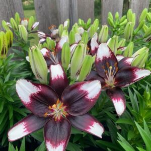 LILIUM asiatic LILY LOOKS™ Series 'Tiny Halo Eclipse'