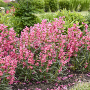 PENSTEMON barbatus BEJEWELED™ Series 'Pink Pearls' PP36004