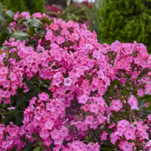 PHLOX paniculata LUMINARY® Collection 'Pink Lightning' PP36677