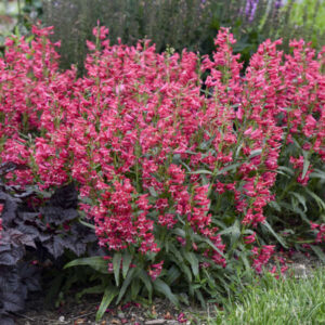 PENSTEMON barbatus BEJEWELED™ Series 'Rose Rhinestones' PP36003