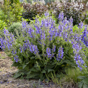 SALVIA hybrid LIVING LARGE™ 'Big Sky' PPAF