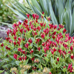 SPIGELIA marilandica 'Apple Slices' PP36254