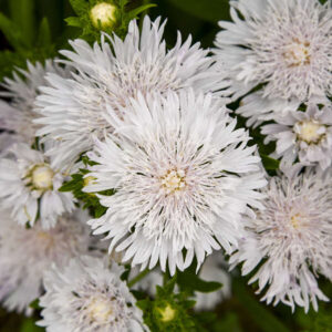 STOKESIA laevis Totally Stoked™ 'White Caps' PP36726