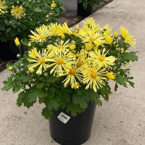 CHRYSANTHEMUM morifolium MAMMOTH™ SERIES 'Yellow Quill' PP15027