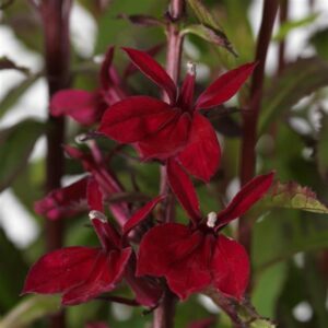 LOBELIA x. speciosa 'Starship™ Burgundy'