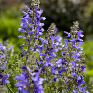 SALVIA LIVING LARGE™ 'Big Sky' PPAF