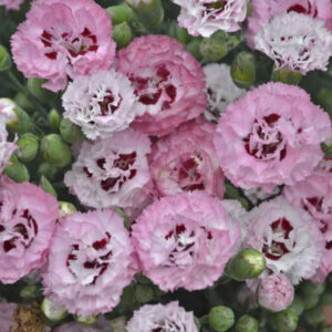 DIANTHUS PRETTY POPPERS Series® 'Appleblossom Burst' PP31454