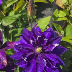 CLEMATIS 'Daniel Deronda'