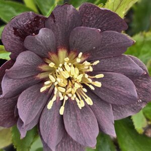 HELLEBORUS WEDDING PARTY SERIES® 'Dark & Handsome'