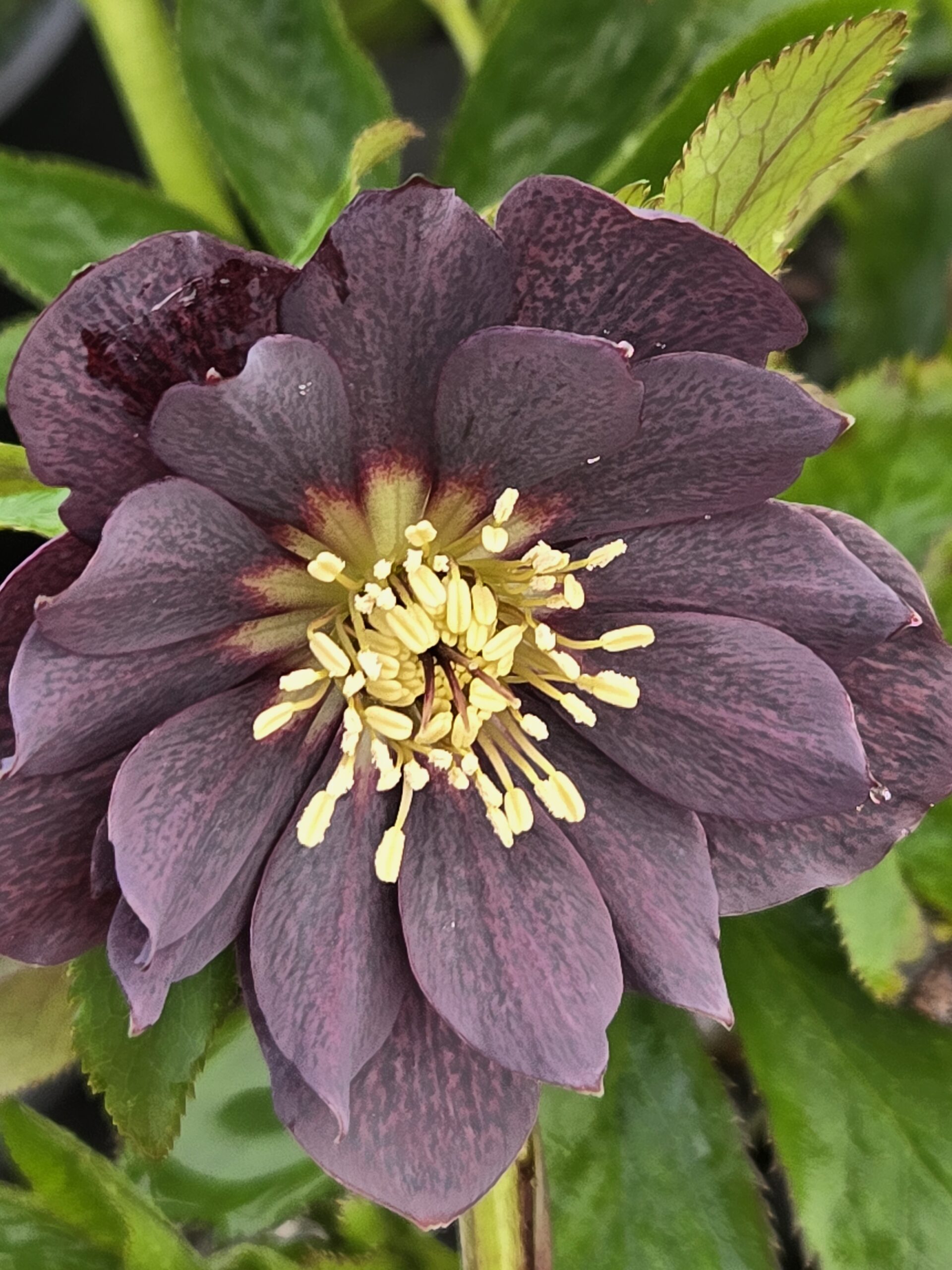 HELLEBORUS WEDDING PARTY SERIES® 'Dark & Handsome'