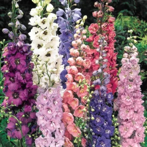 DELPHINIUM x. 'Pacific Giants Mix'