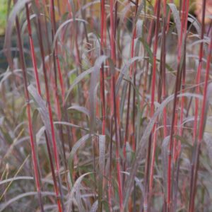 ANDROPOGON gerardii 'Holy Smoke' PP33929