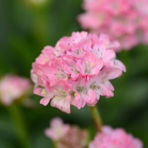ARMERIA DREAMERIA® 'Daydream' PP29381