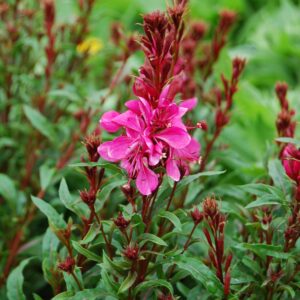 GAURA lindheimeri 'Gaudi™ Red' PP26518