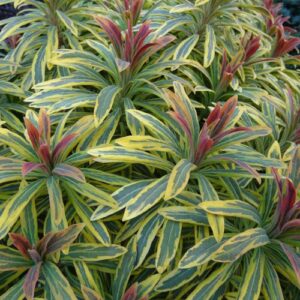 EUPHORBIA x martinii 'Ascot Rainbow' PP21401