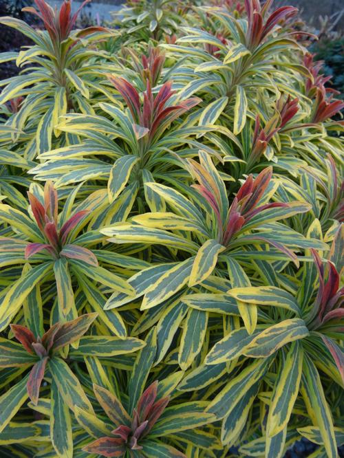 EUPHORBIA x martinii 'Ascot Rainbow' PP21401