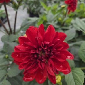 DAHLIA 'GoGo Red'