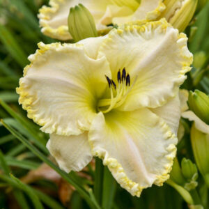 HEMEROCALLIS 'Marquee Moon'