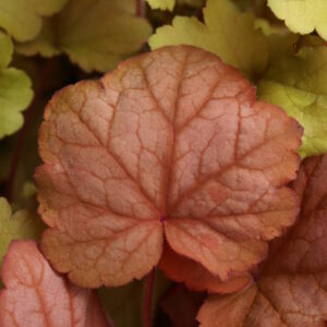 HEUCHERA 'Georgia Peach' PP19375