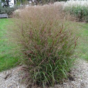 PANICUM virgatum 'Shenandoah'