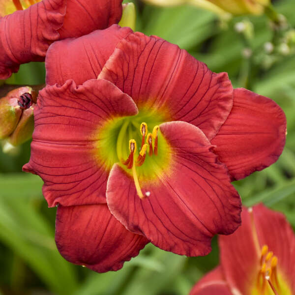 HEMEROCALLIS 'Red Hot Returns' PP13499