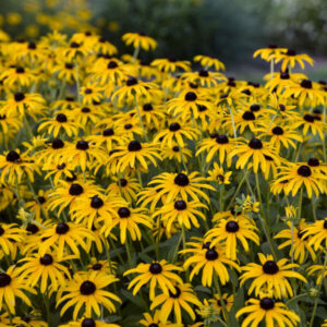 RUDBECKIA 'Treasure Trove' PP36594