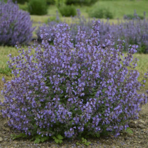 NEPETA x f. 'Kitten Around' PP30940