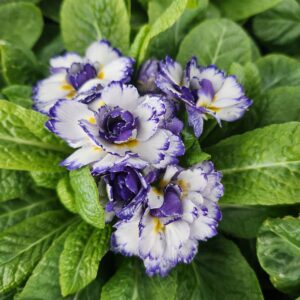PRIMULA v. BELARINA® Series 'Rhapsody' PPAF