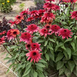 ECHINACEA DOUBLE DIPPED® 'Raspberry Ripple' PPAF