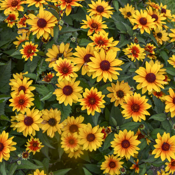 HELIOPSIS h. 'Sundial' PPAF